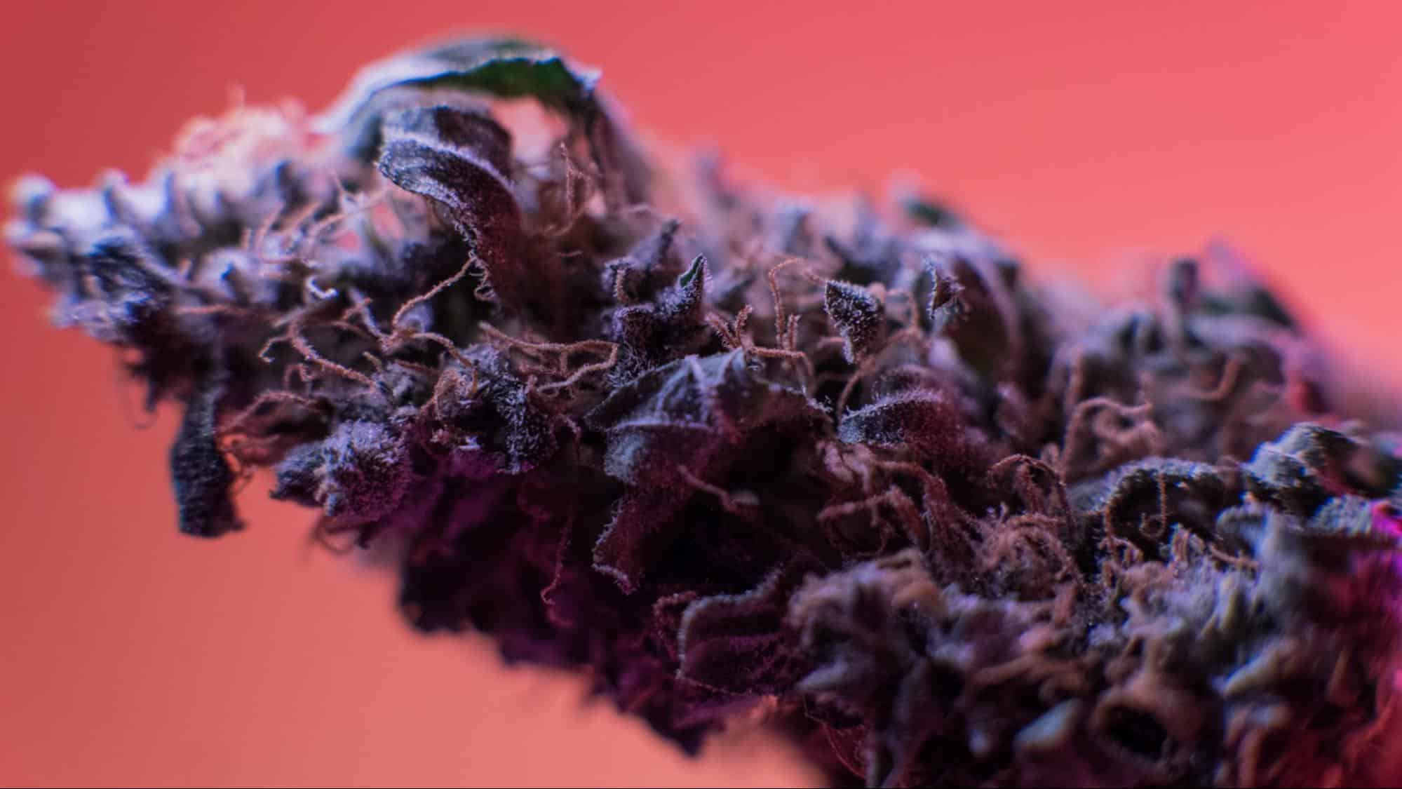 Exquisite buds of exotic purple strains of cannabis showcased against a light red background, underlining the unique and lush coloration of these premium cannabis varieties