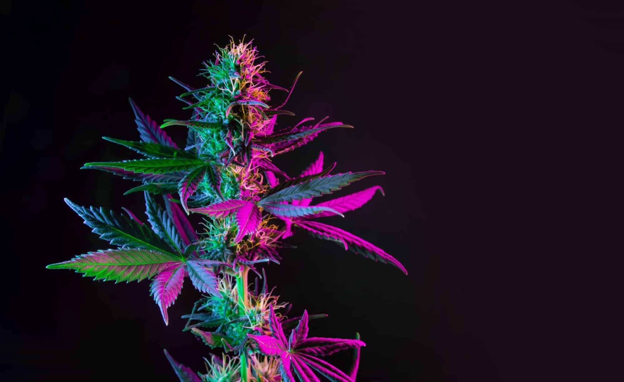 Tall, majestic cannabis leaves with a striking purple hue, and visible threads of orange hair on weed that add a touch of vibrant color and detail.