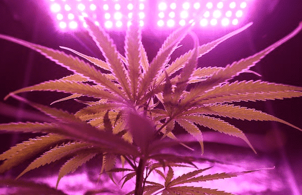 cannabis plant under purple grow lights, symbolizing the innovative techniques used in growing the best strains indoors