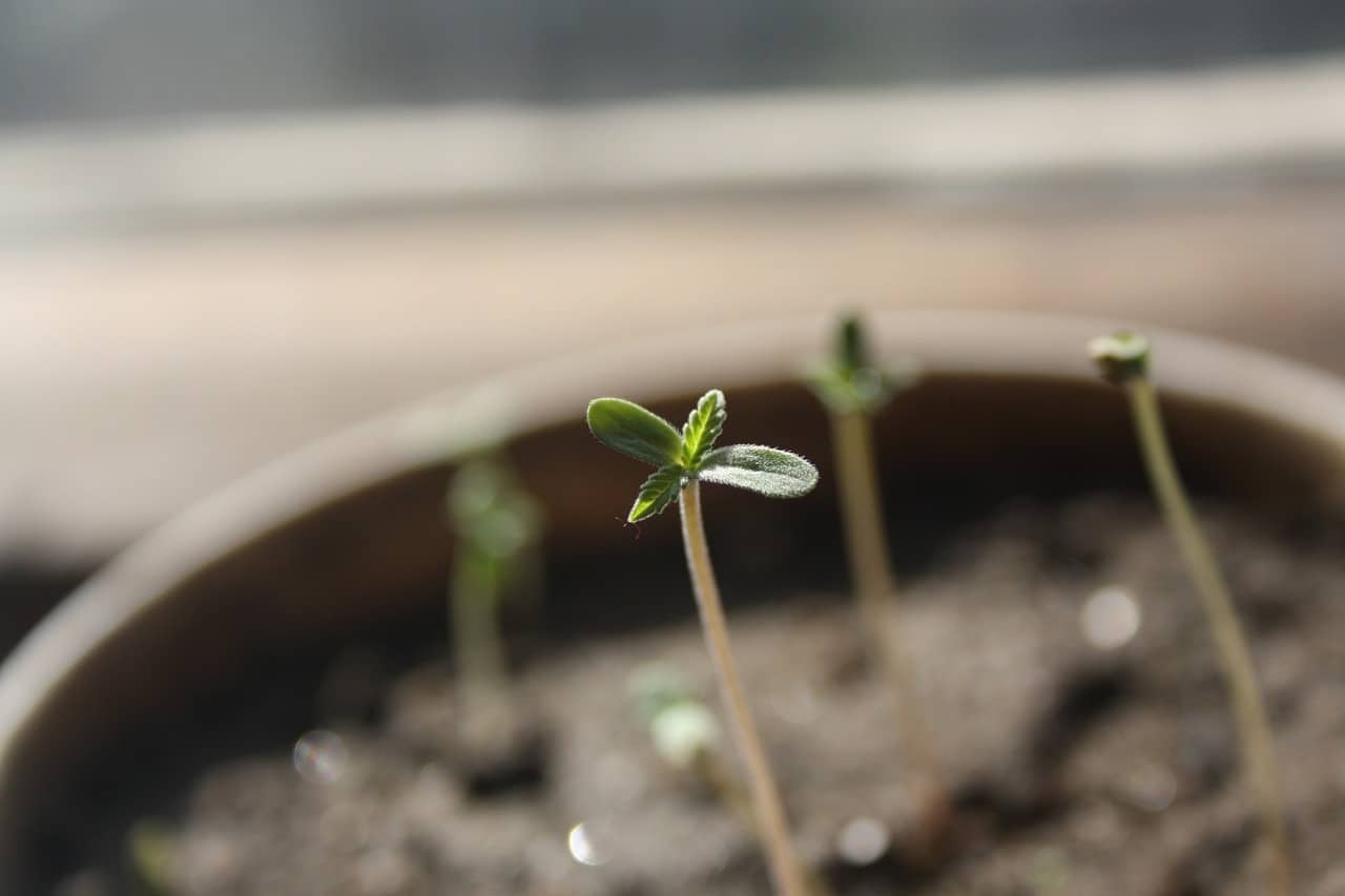 small cannabis plant just breaking through the soil in a pot, initiating the process of how to transplant cannabis seedlings.