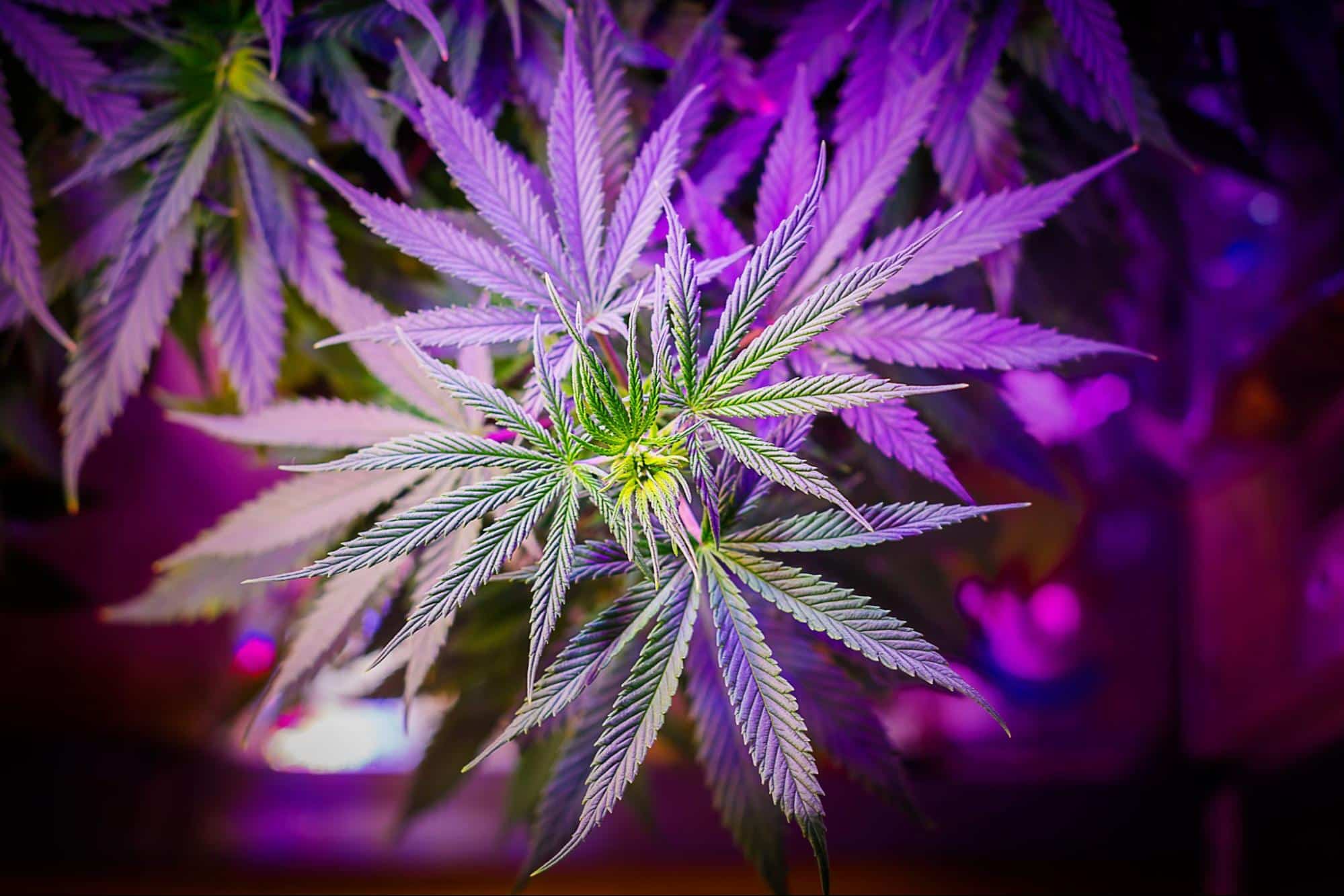 close-up view of vibrant purple cannabis leaves, highlighted by the contrasting orange hair on weed that stands out amidst the richly colored foliage