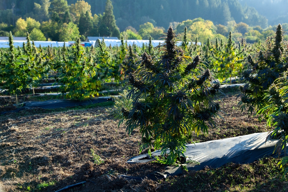 Cannabis plants growing outdoors