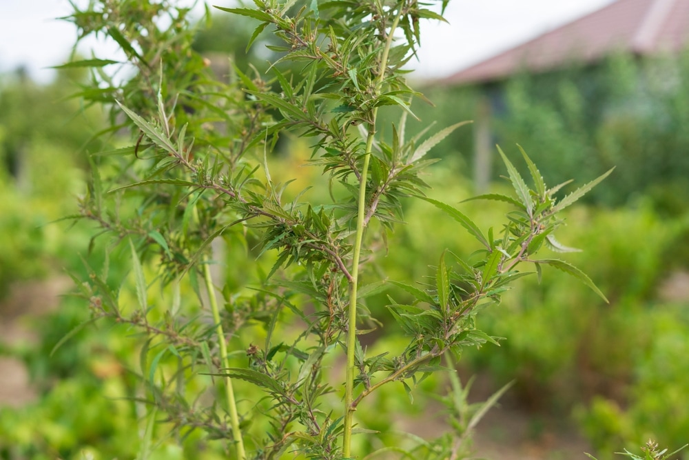 An outdoor cannabis plant with a house in the background