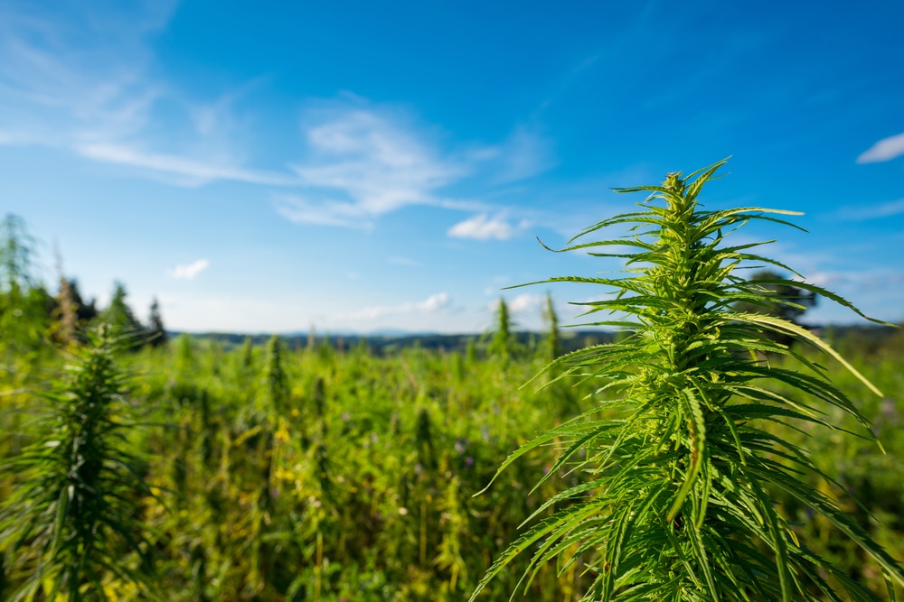 Cannabis plants under a blue midday sky