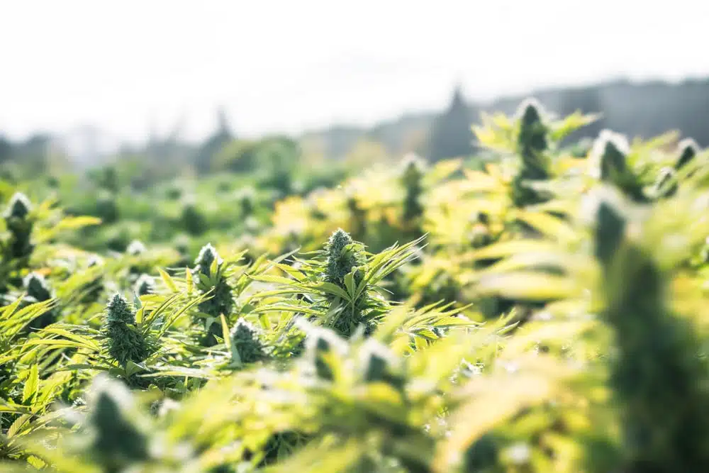 Cannabis plants growing outdoors in the sun
