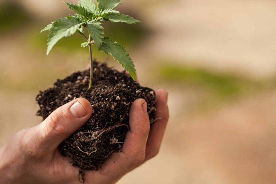 Man holding a young cannabis plant in soil