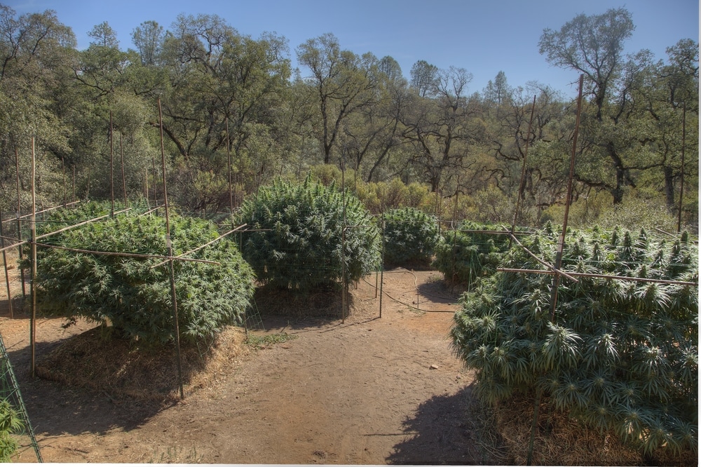 Image of healthy Ditch weed, a type of cannabis growing outdoors in Madrid, Spain. The picture displays lush green plants with mature buds and visible seeds, thriving under the warm Spanish sun. The background is a typical rural landscape, adding to the natural ambiance.