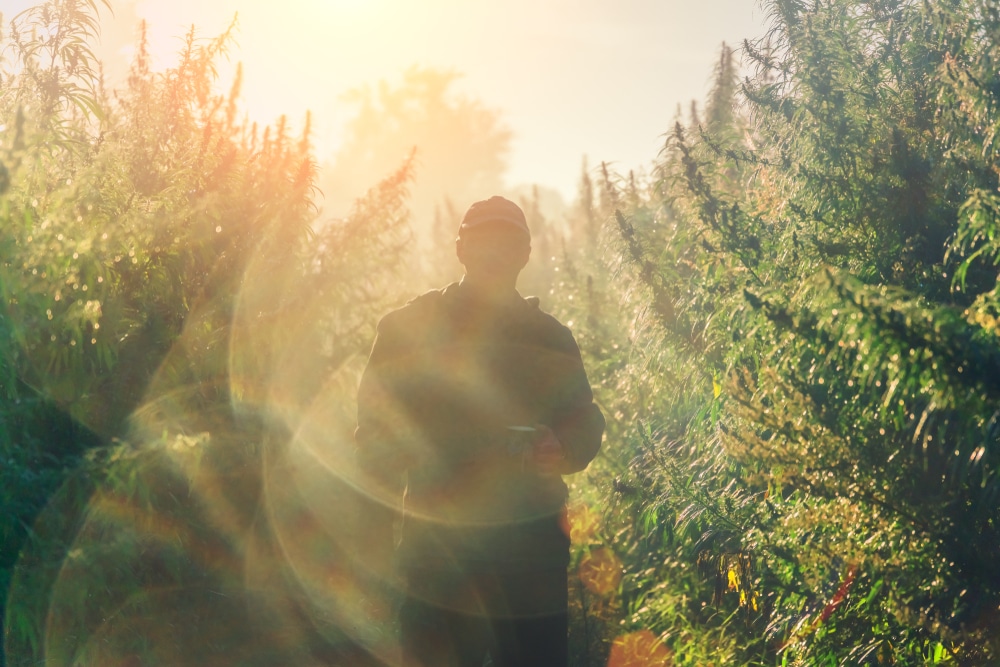 How to grow purple weed, Man walking through outdoor crops in the sunlight