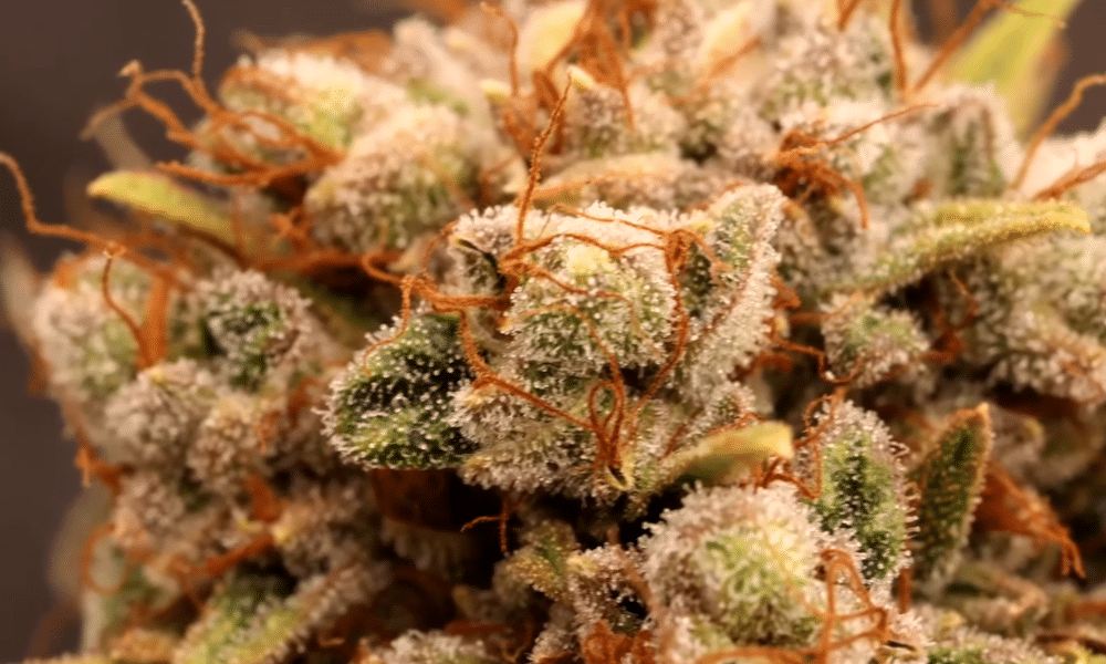 brown pistils on anautoflower