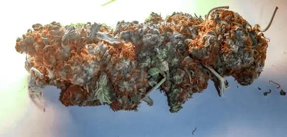 Sun-kissed cannabis buds laying on a pristine white background, with distinctive orange hair on weed, highlighting their maturity and potency.