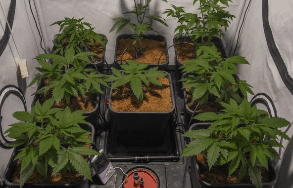 A collection of thriving cannabis plants in square pots, representing some of the best strains to grow indoors.