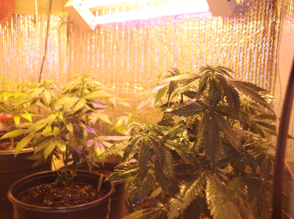 Ten-week-old homegrown marijuana plants inside a homemade grow chamber, with a close-up view of weed seedlings turning yellow, signaling the need for immediate care and attention.