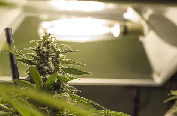 A charming, small-sized cannabis plant captured in the image, its youthful leaves indicating the stage of cannabis not flowering.