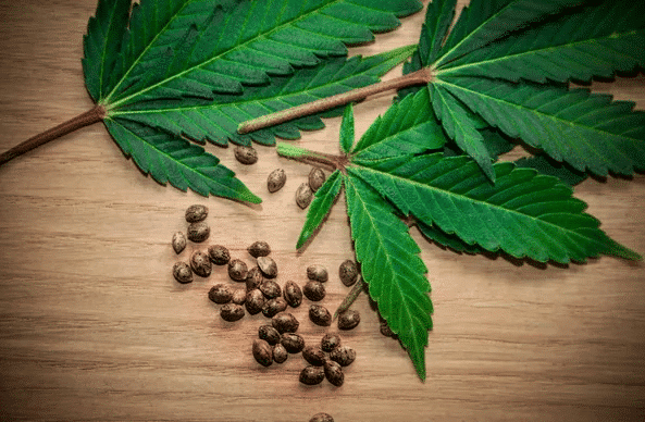 A compelling image of green cannabis plants and scattered seeds lying on a wooden table, with the plants showing signs of cannabis not flowering.