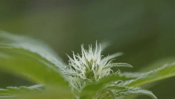 Close-up view of green cannabis leaves in their flowering stage, with hints of orange hair on weed poking through the foliage, signifying their readiness for harvest.