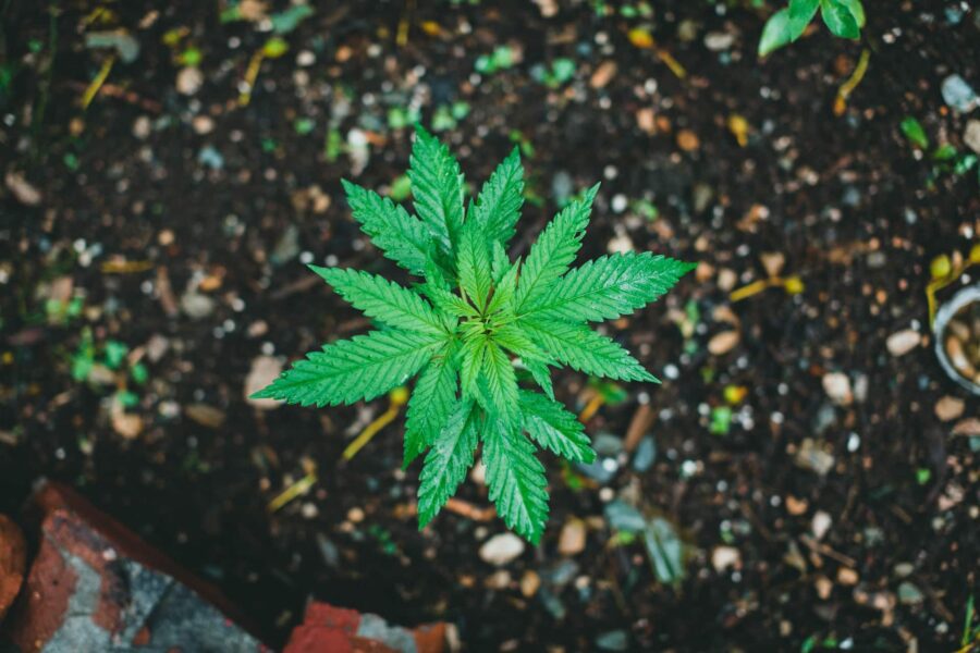  vibrant green cannabis plant standing tall in fertile, healthy soil, providing a practical example of how to transplant cannabis seedlings