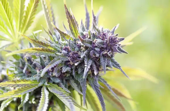 Image saisissante d'une plante de cannabis aux feuilles violettes vibrantes, encore à l'état végétatif, démontrant que le cannabis n'a pas encore fleuri.