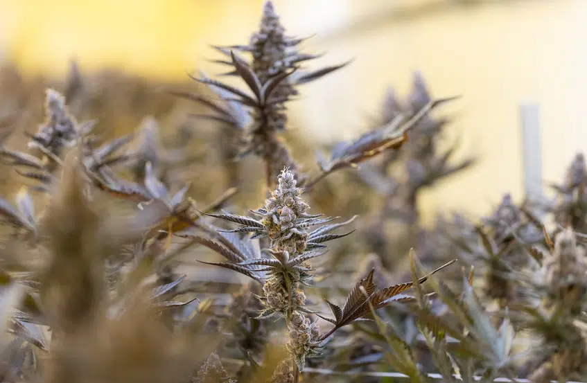Sunlight shining brightly on a row of healthy cannabis plants, with no visible flowers, indicating cannabis not flowering at this stage.