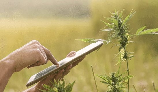 A hand holding a phone camera, focusing on capturing a group of cannabis plants, clearly showing the stage of cannabis not flowering.