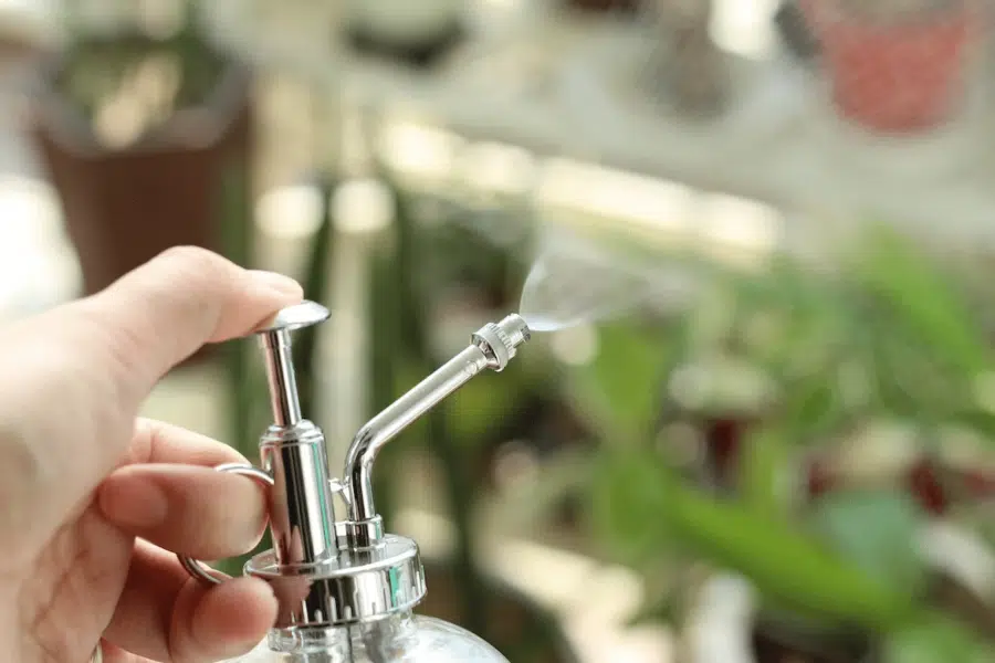 A hand carefully holds a water spray, gently misting water over young cannabis seedlings, ensuring their healthy growth and development