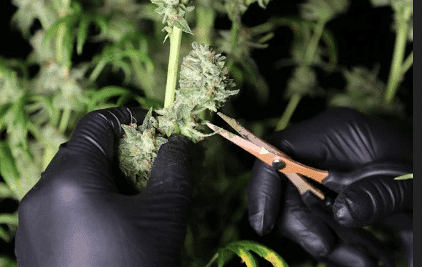 killed hands carefully trimming lush green cannabis leaves, with visible orange hair on weed, demonstrating attention to detail and craftsmanship in cannabis cultivation