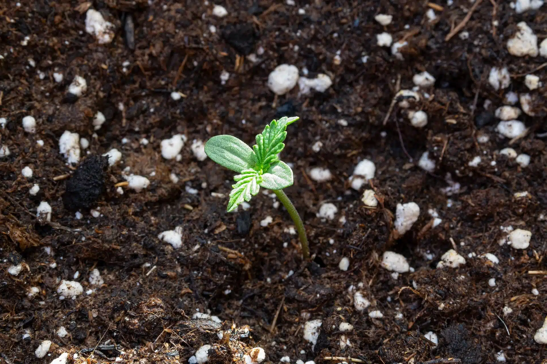 Semis de cannabis sur pattes s'enracinant dans un sol riche en nutriments, avec des particules de terre visibles s'accrochant à la structure des racines en expansion.