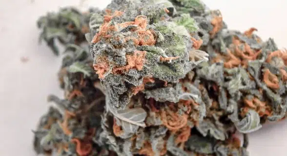 Un visuel étonnant de bourgeons de cannabis orange et verts entrelacés, avec des poils orange distinctifs sur l'herbe, qui mettent en évidence leur maturité et leur qualité supérieure.