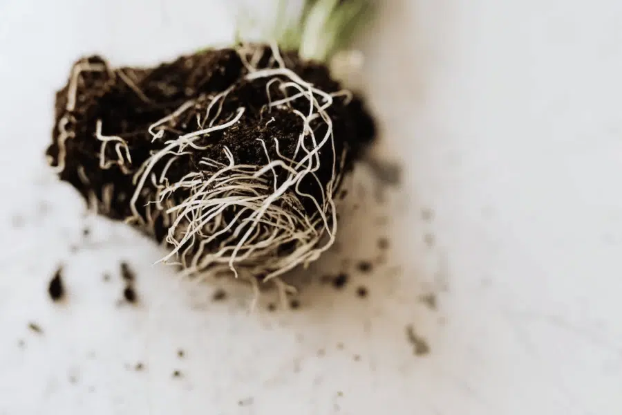 Close-up image of moist, dark brown soil showcasing the delicate white roots of cannabis seedlings, freshly watered and demonstrating healthy growth.