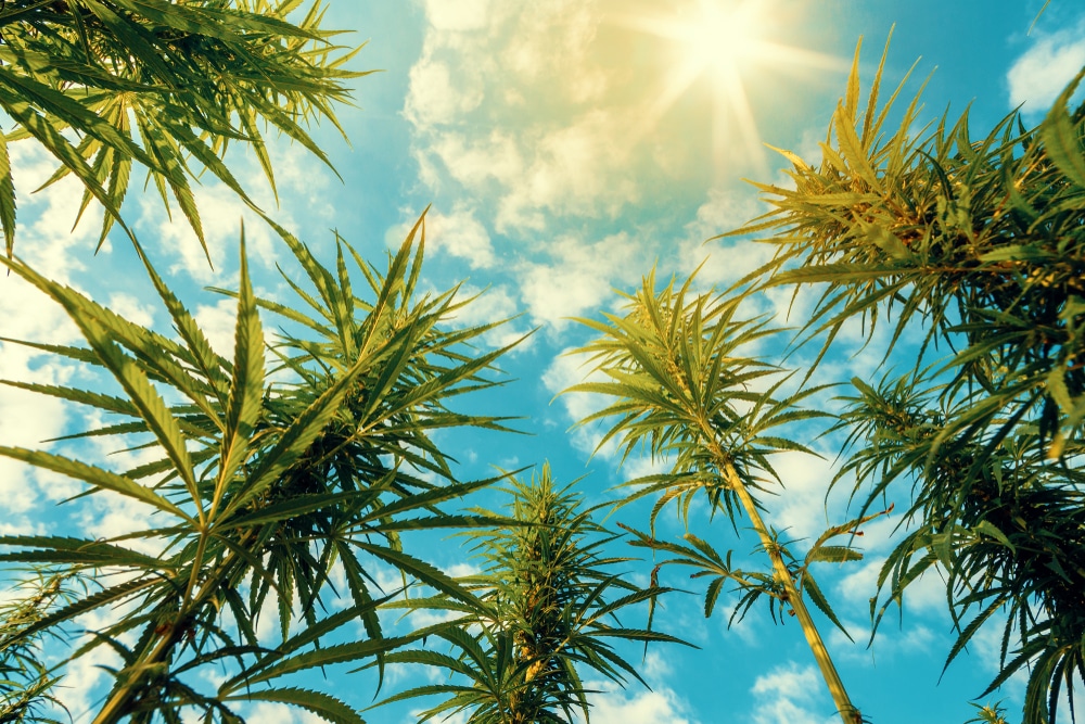 A thriving field of tall cannabis plants under a sunny blue sky, interspersed with a few weed seedlings turning yellow due to potential overwatering or nutrient deficiency.