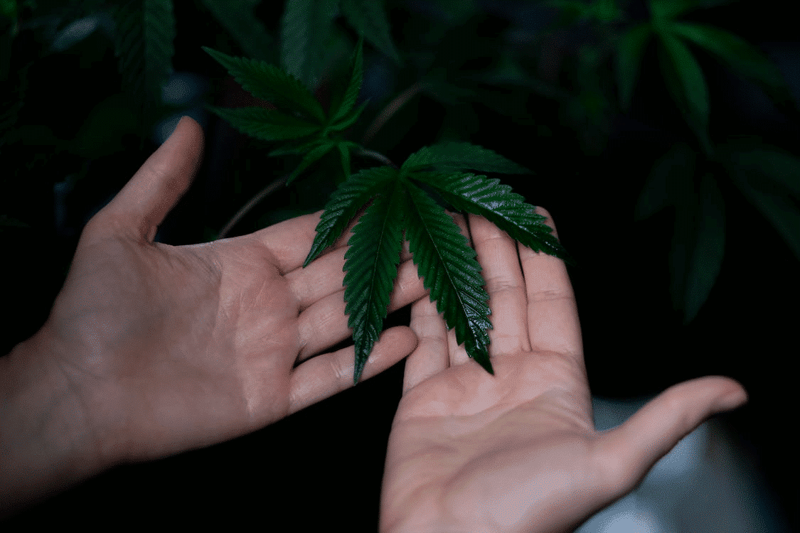 best soil to grow marijuana