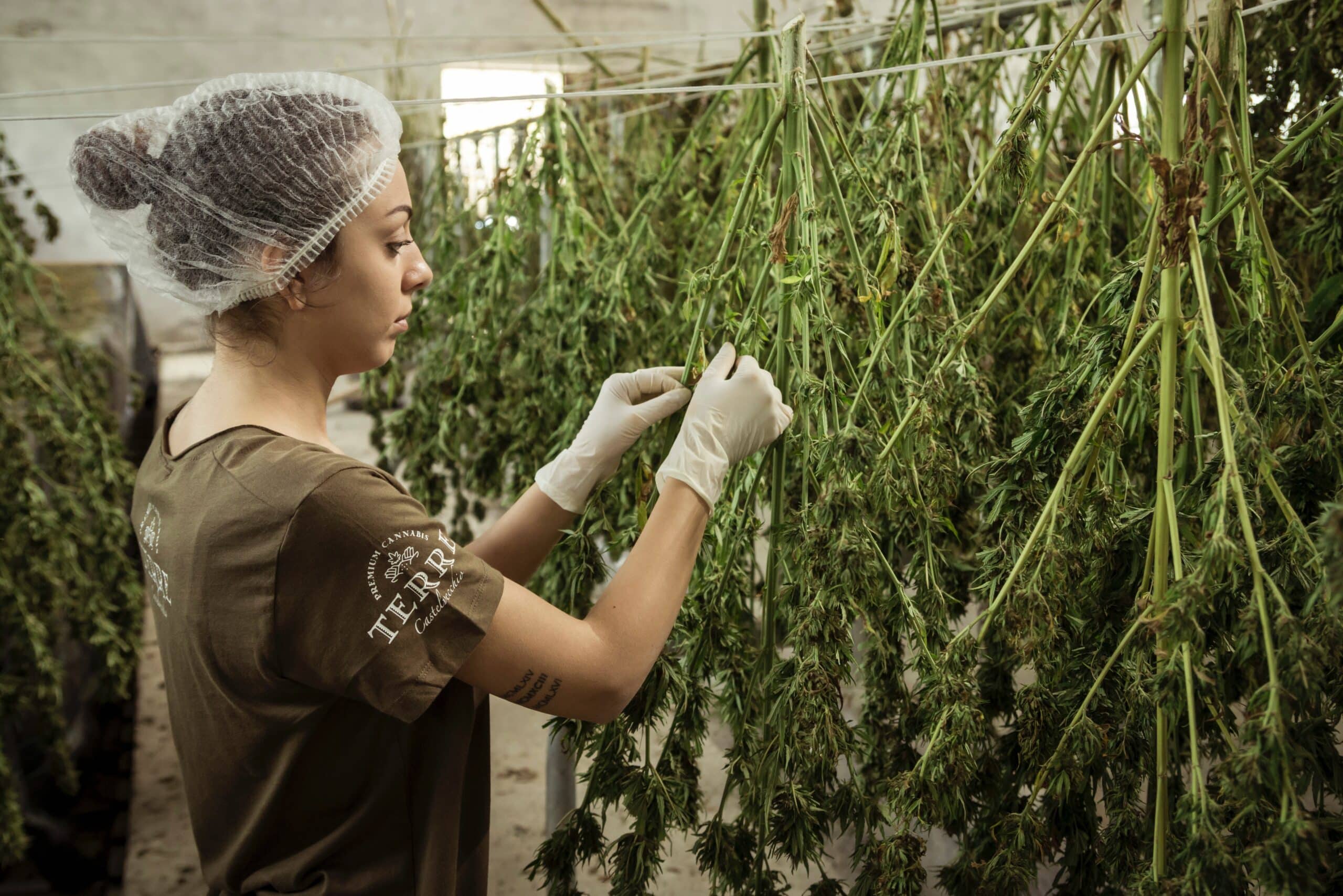 Grow Marijuana Indoors Without Smell