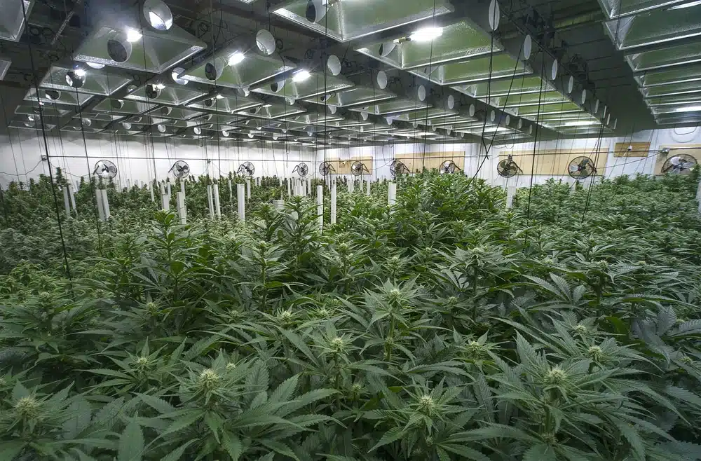 Grow Marijuana Indoors Without Smell