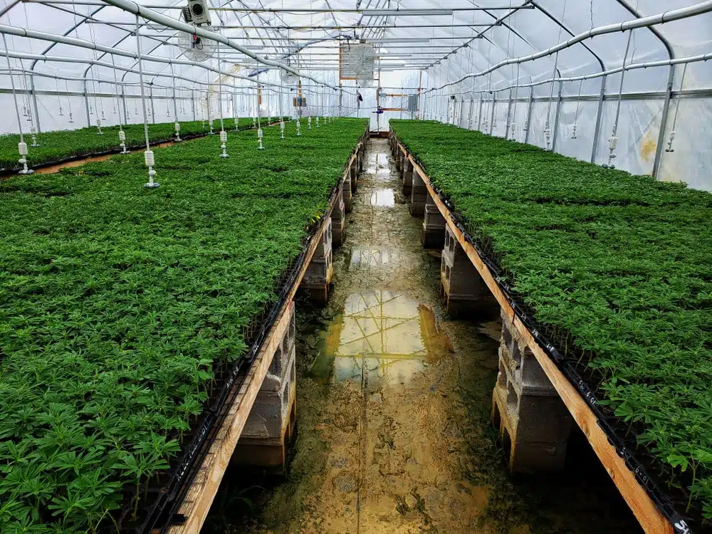 growing marijuana in a greenhouse