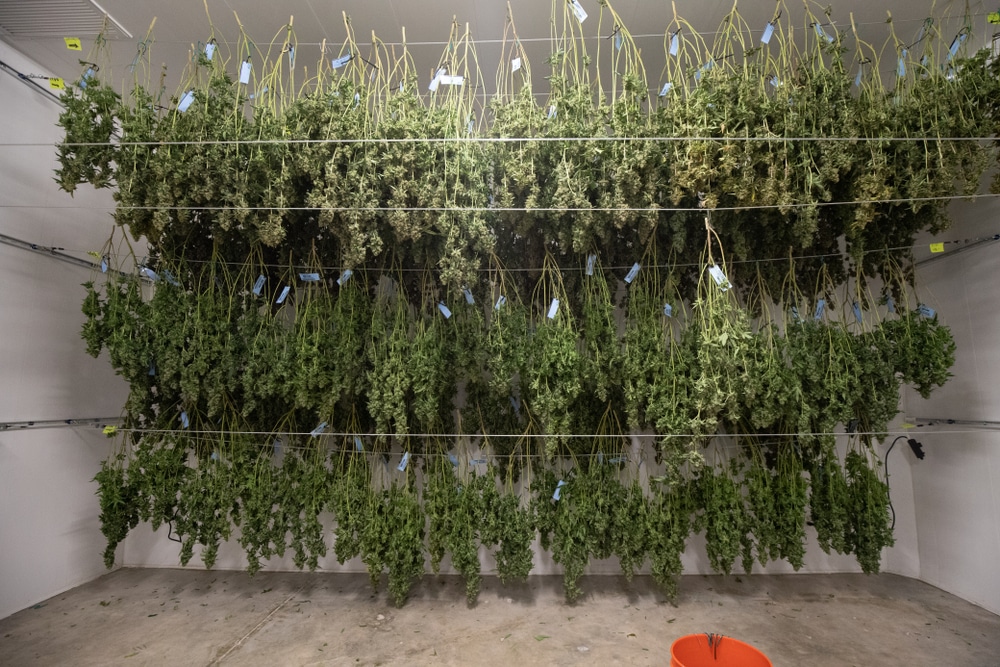 Harvesting and curing marijuana 