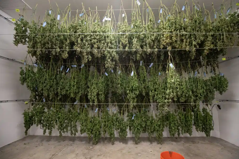 Harvesting and curing marijuana 