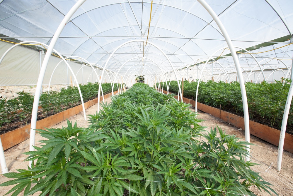 Harvesting and curing your marijuana