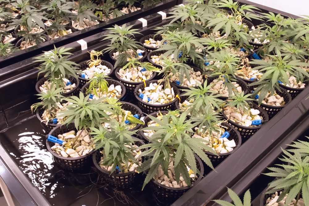Young marijuana plants in a grow tray of a hydroponic setup