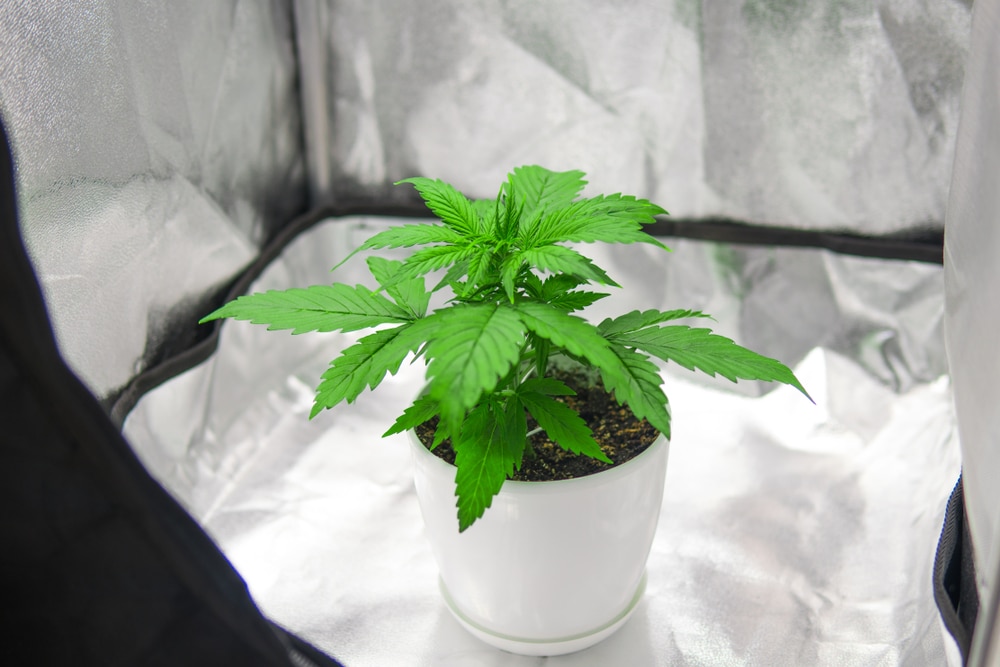 You cannabis plant in a reflective grow tent