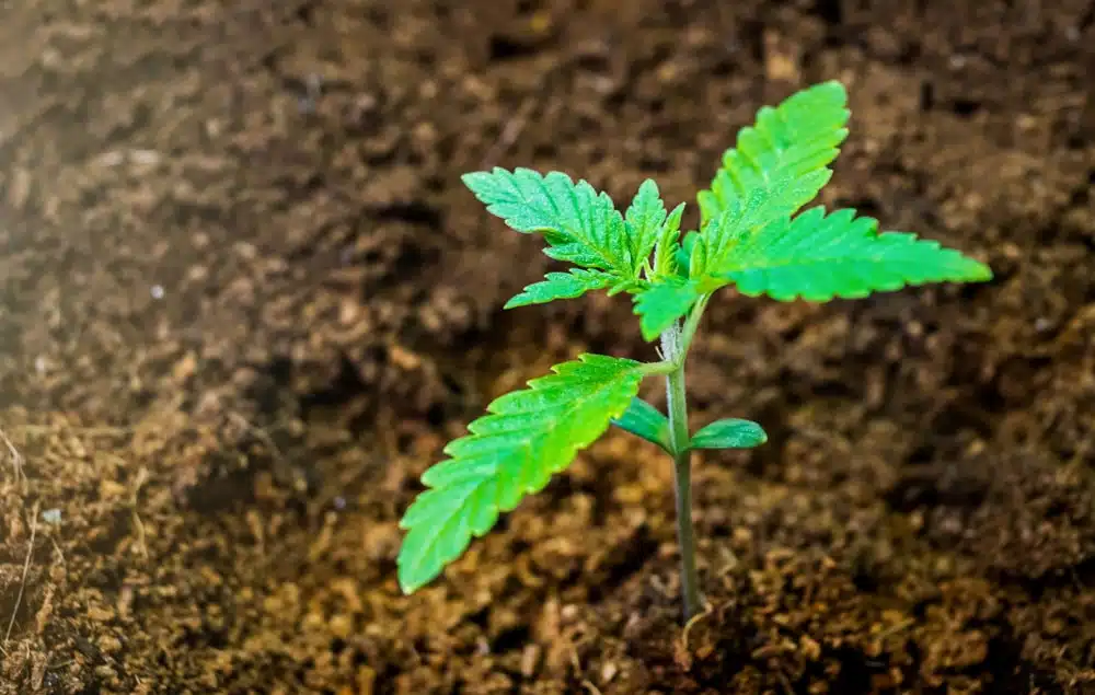 How long does it take marijuana to grow