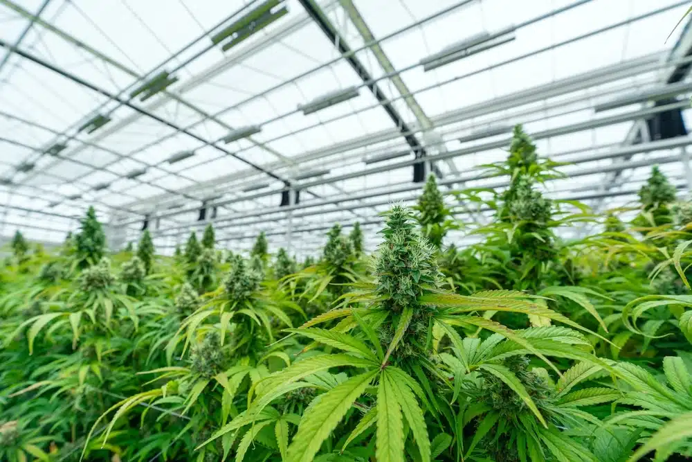 How long does it take marijuana to grow