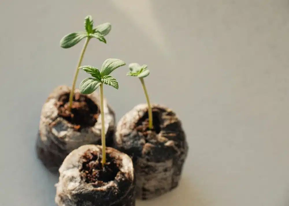 How long does it take marijuana to grow