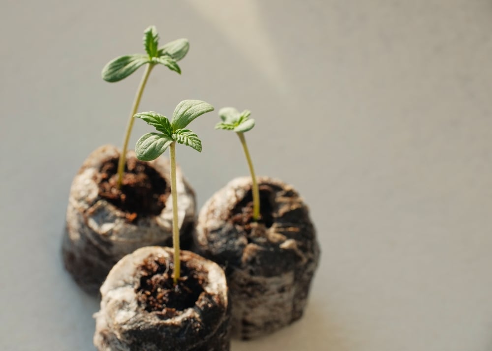 Seed Quality Test Do Good Seeds Float Or Sink?