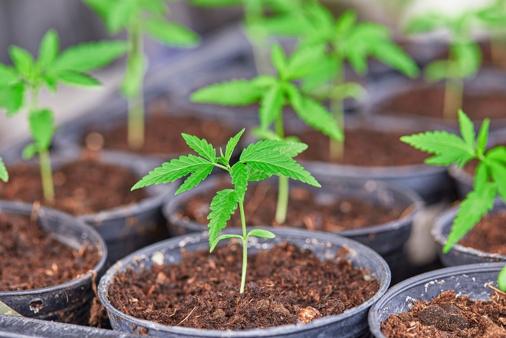 How to Plant a Marijuana Seed