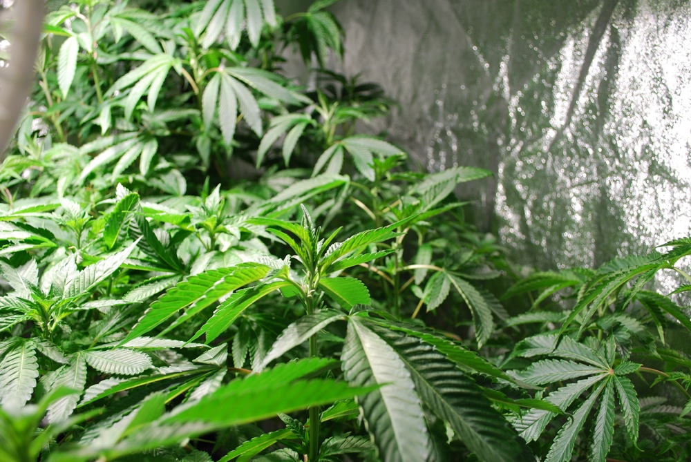 Seed to Bud in 60 Days: Home Marijuana Grow Guide