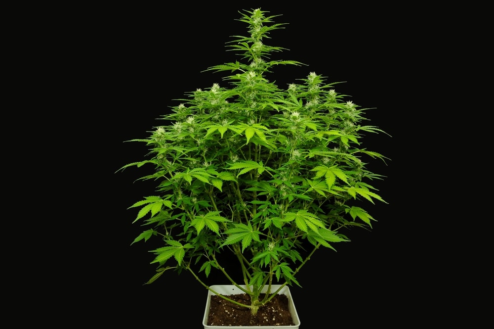 A medium-sized marijuana plant in a square pot