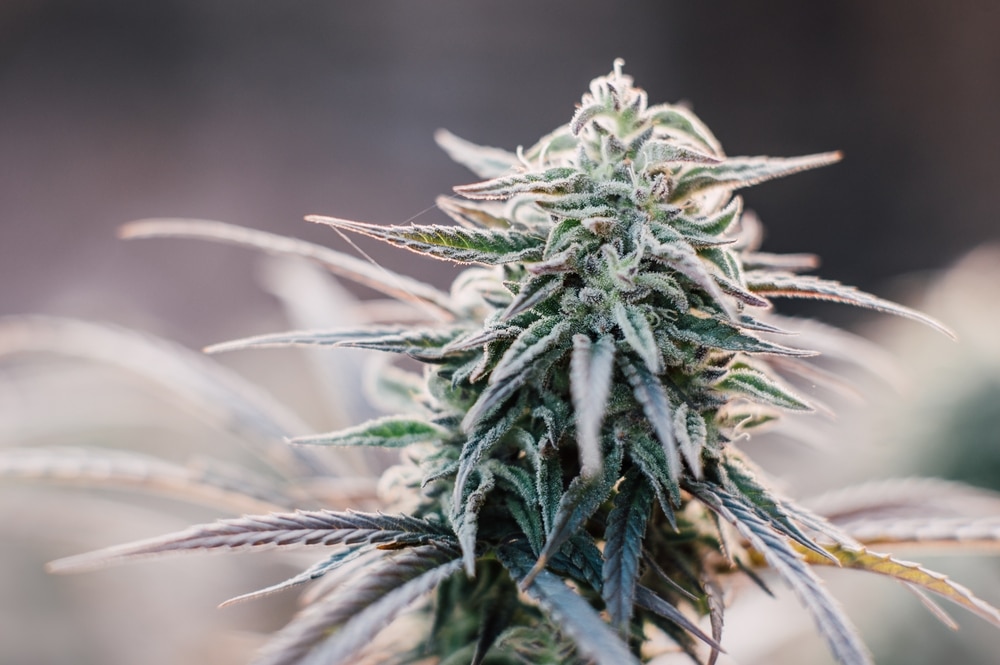 A healthy, frosty marijuana bud 