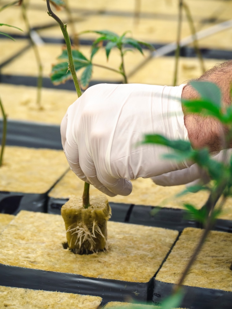 Transplanting marijuan plants grown in rockwool