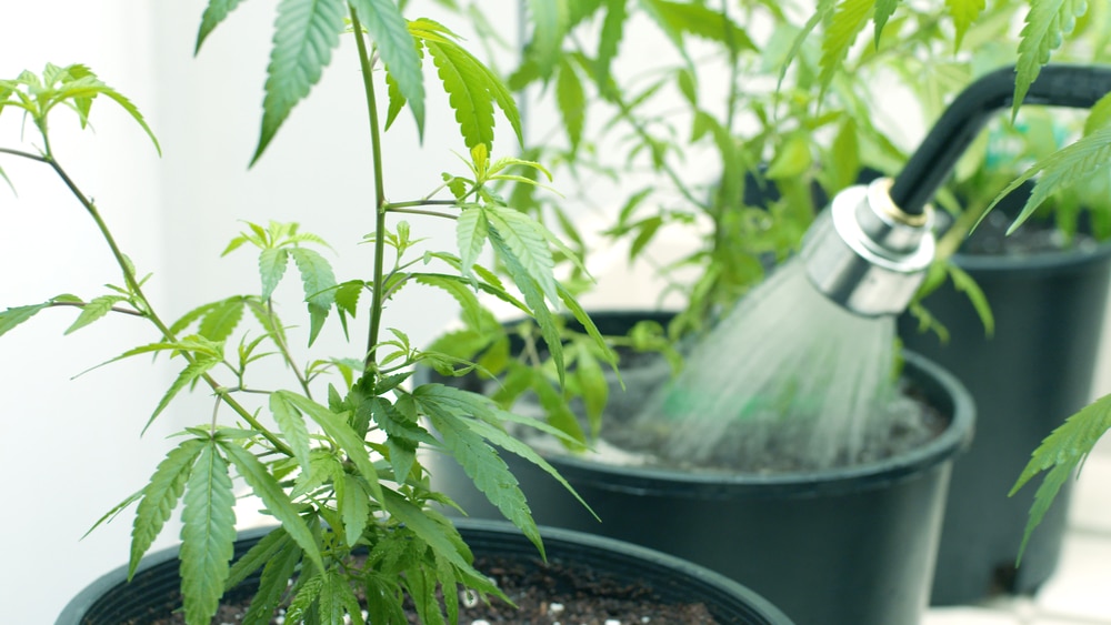 Watering marijuana plants in plastic containers
