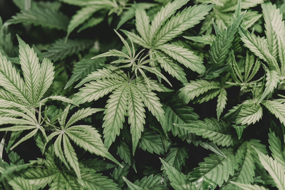 Healthy cannabis leaves