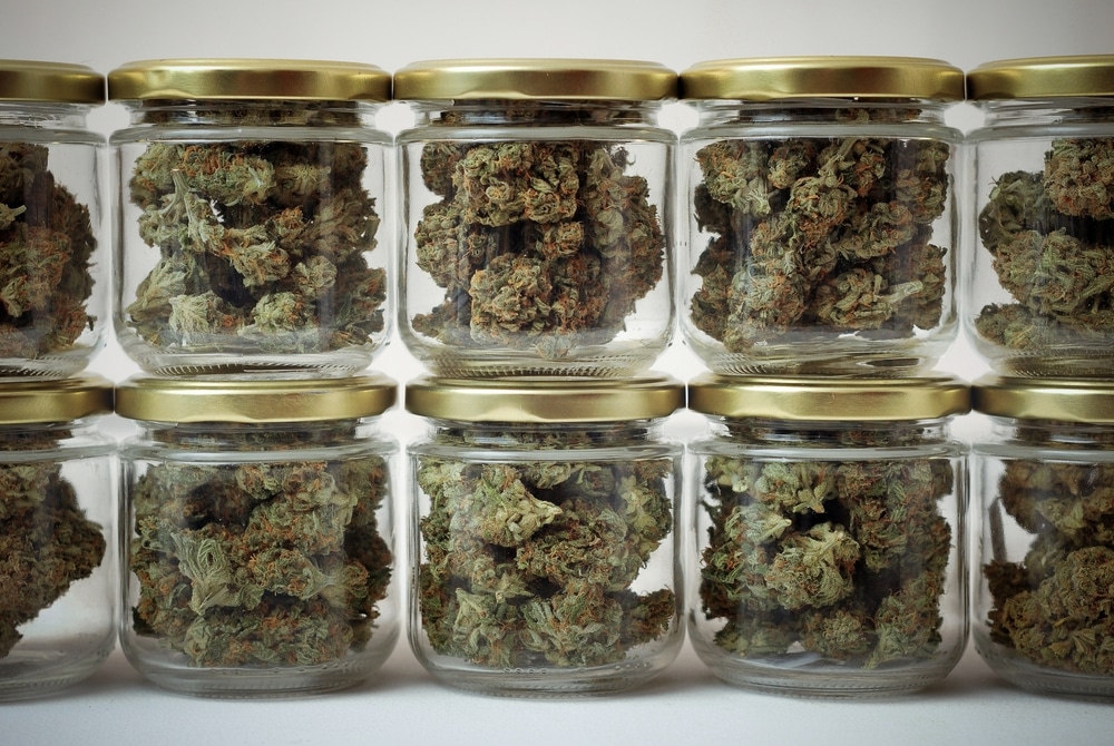 Glass jars filled with cannabis buds, busy curing